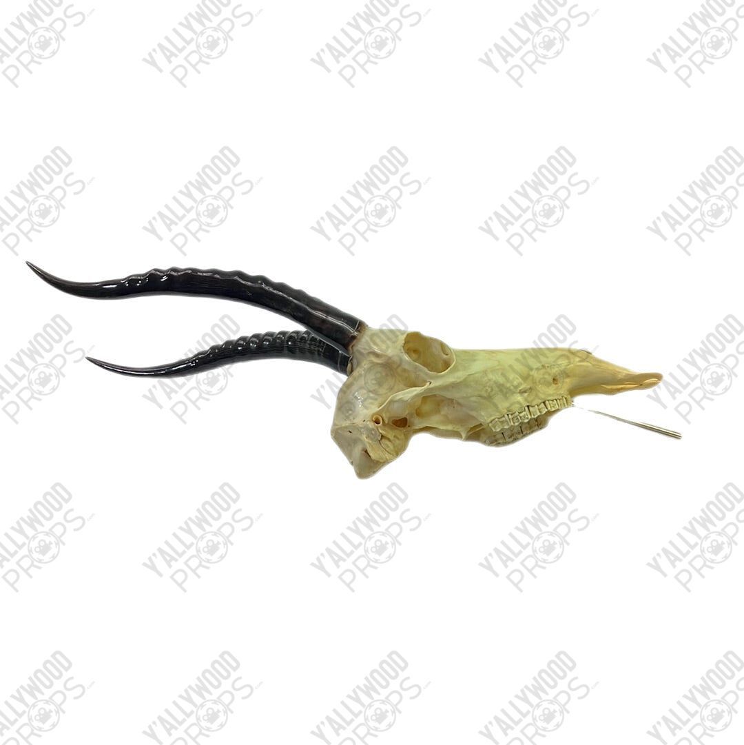 Black Panther African Springbok Skull from T’Challas Quarters Movie Prop Y'allywood Props