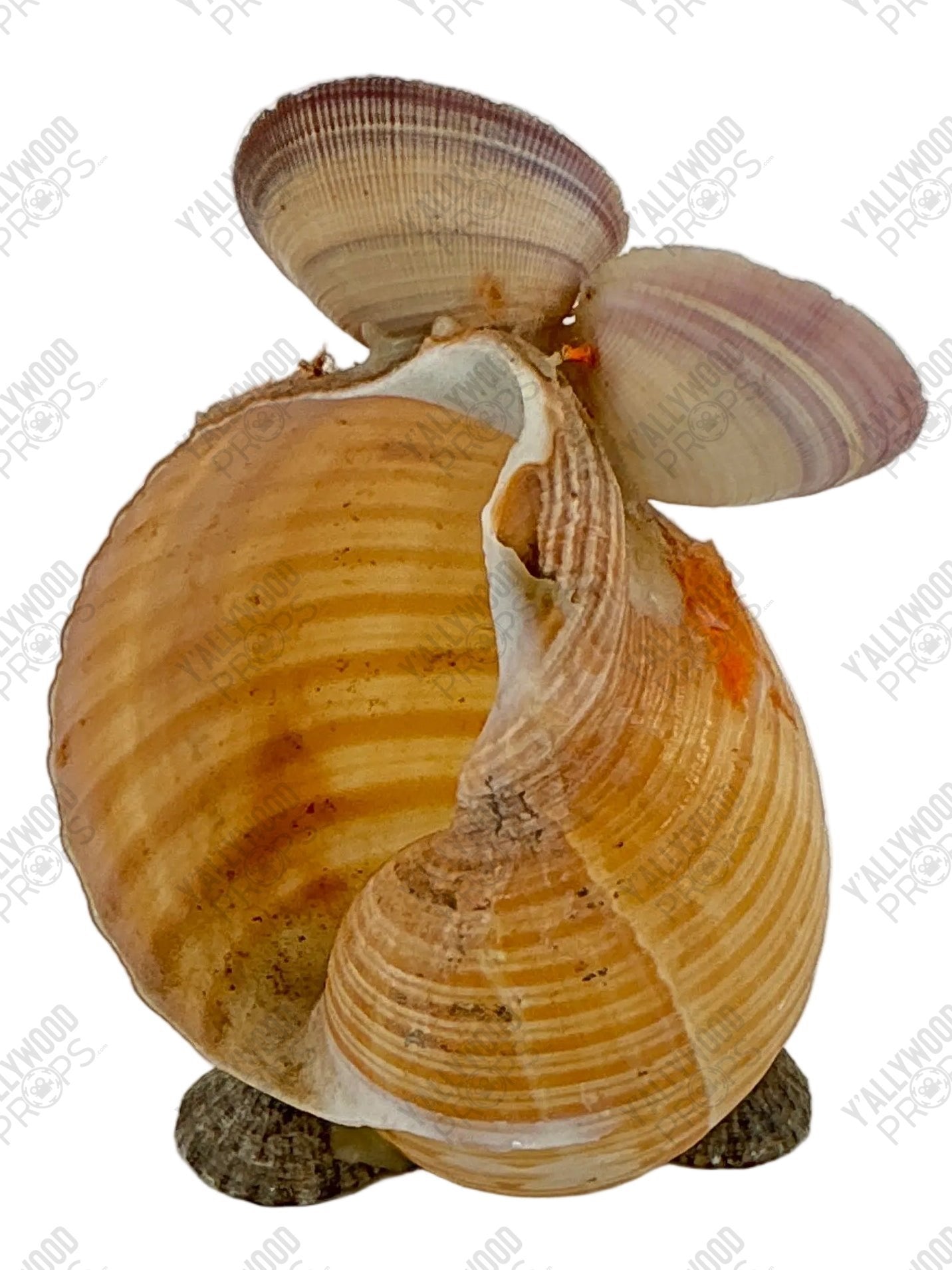 Shell Art from Wheeler's Basement Stranger Things (2016-2025) Movie Prop Y'allywood Props