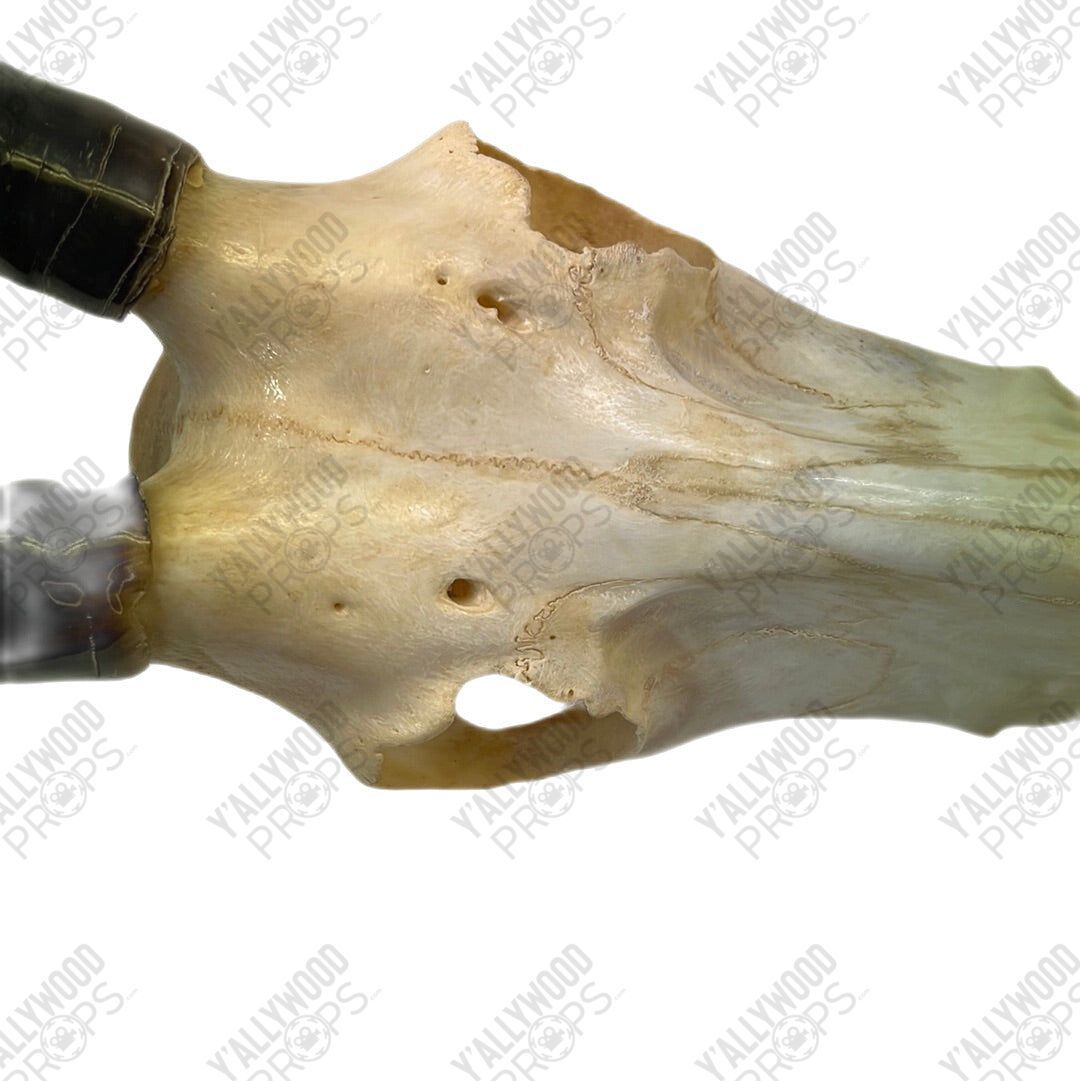 Black Panther African Springbok Skull from T’Challas Quarters Movie Prop Y'allywood Props