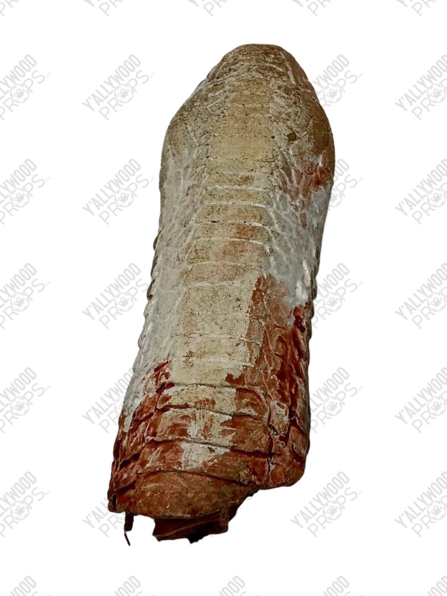 Severed Albino Cobra Head S6E2 Cobra Kai Movie Prop Y'allywood Props