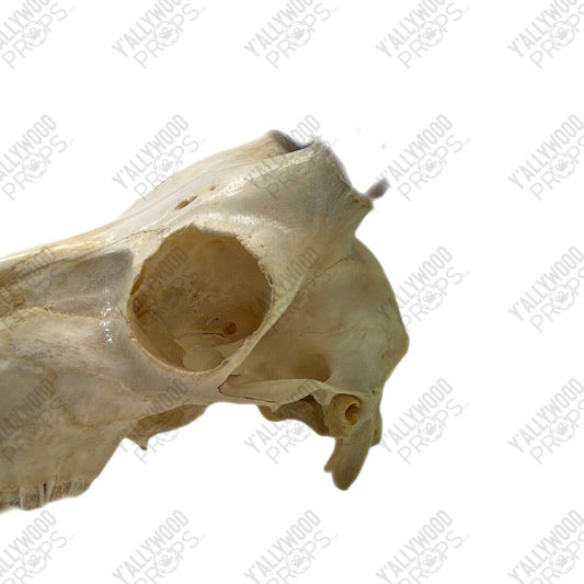 Black Panther African Springbok Skull from T’Challas Quarters Movie Prop Y'allywood Props