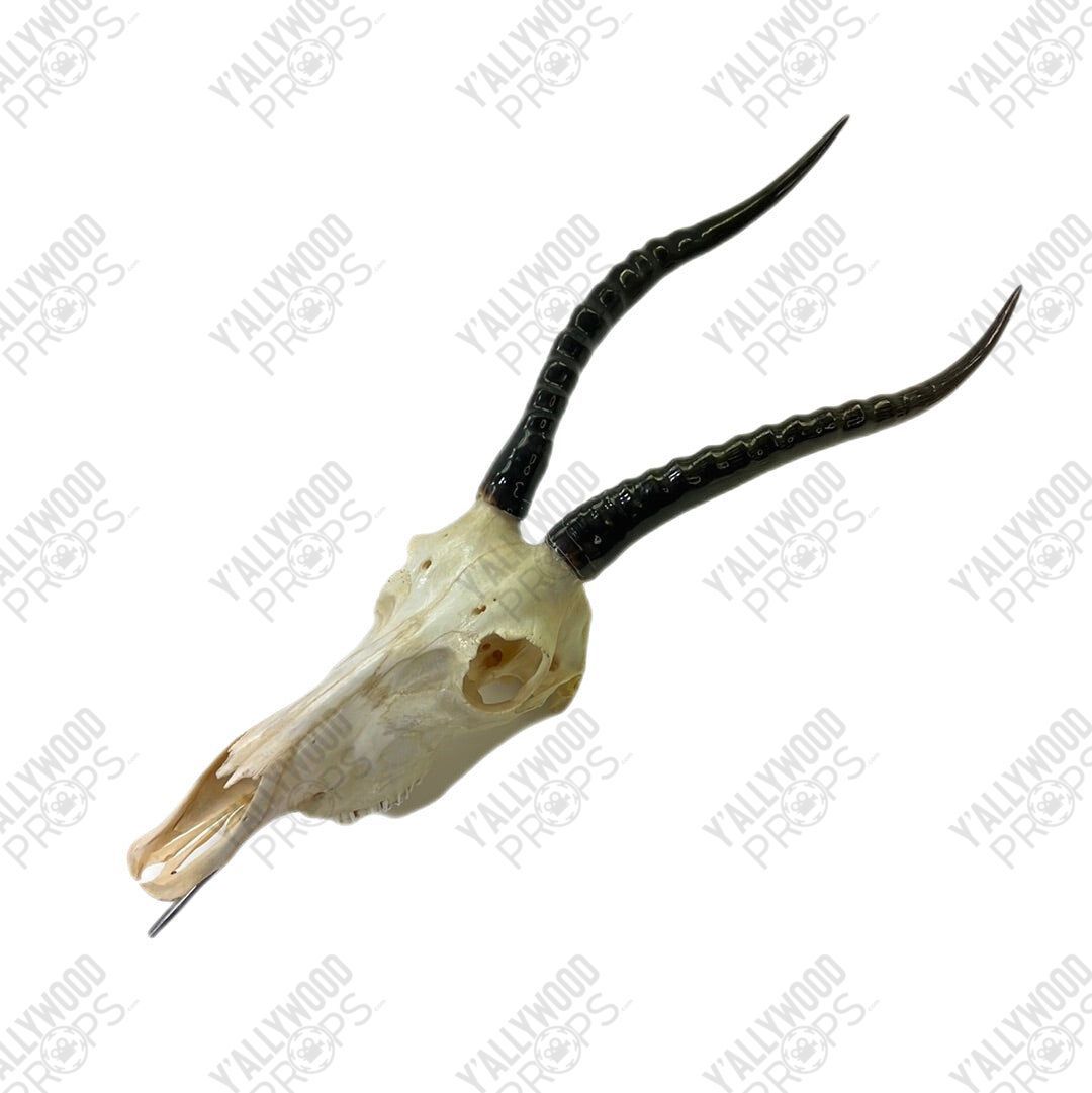 Black Panther African Springbok Skull from T’Challas Quarters Movie Prop Y'allywood Props