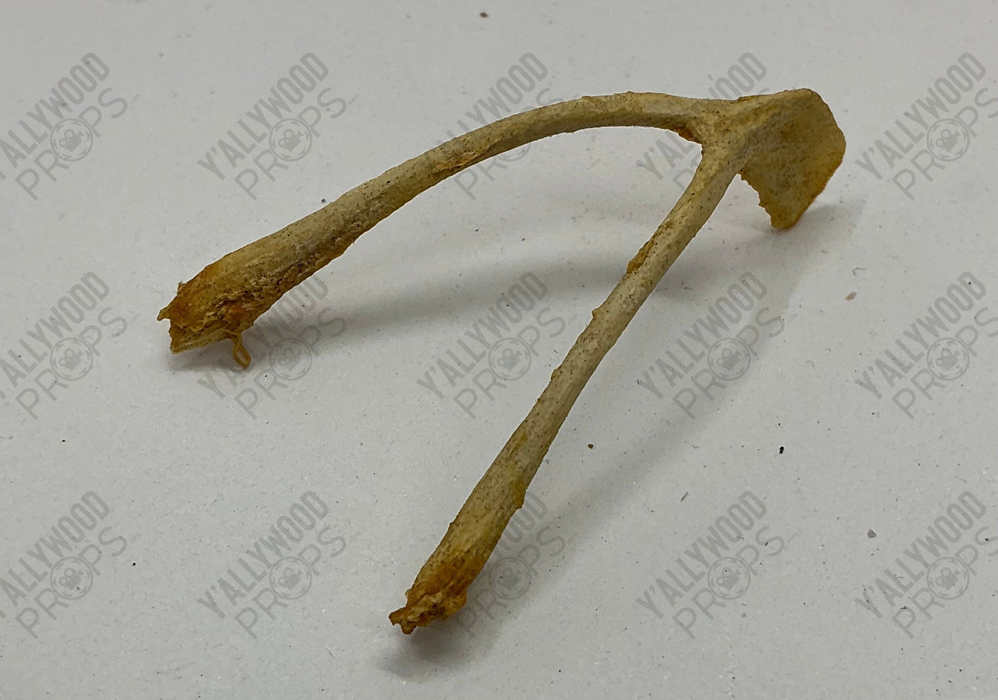 Johnny's Shoebox Keepsakes S3E6 Cobra Kai Movie Prop Y'allywood Props Wishbone