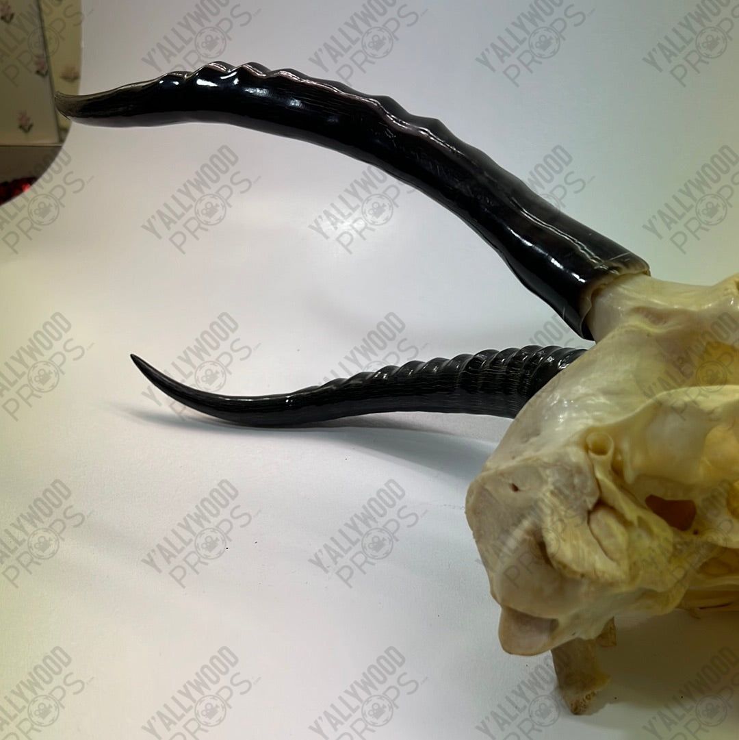 Black Panther African Springbok Skull from T’Challas Quarters Movie Prop Y'allywood Props