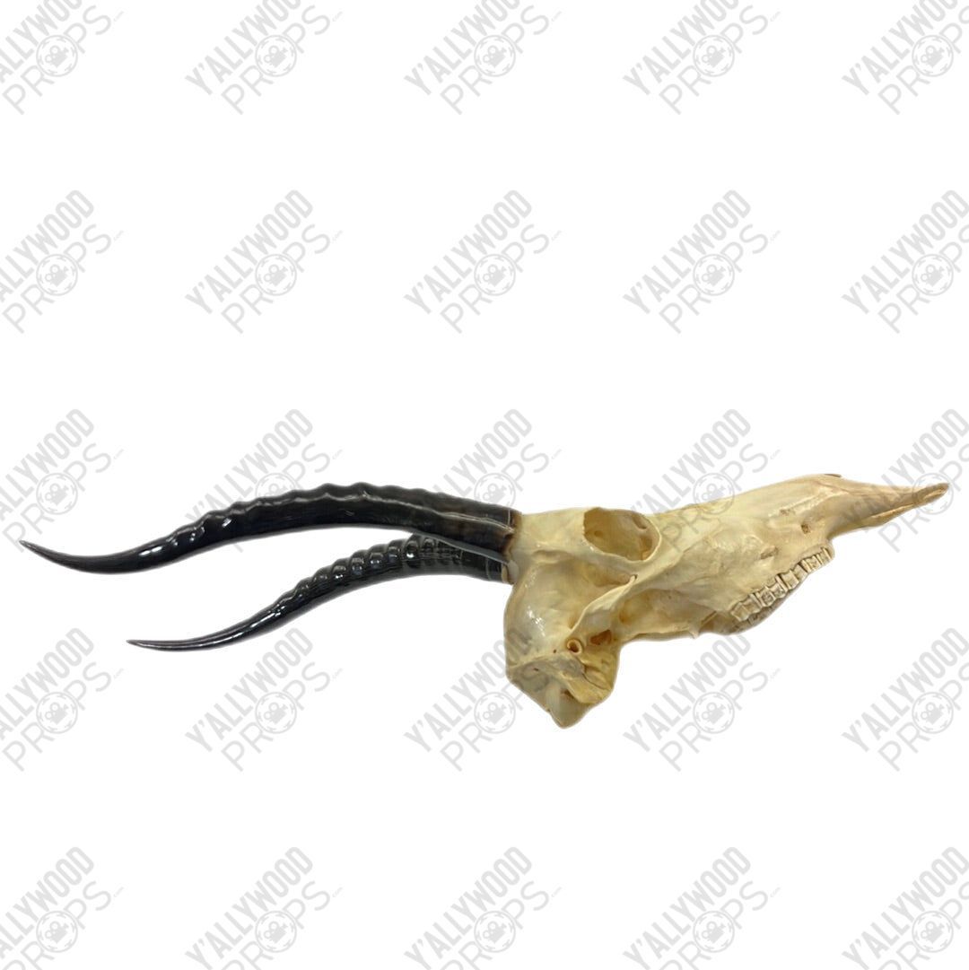 Black Panther African Springbok Skull from T’Challas Quarters Movie Prop Y'allywood Props