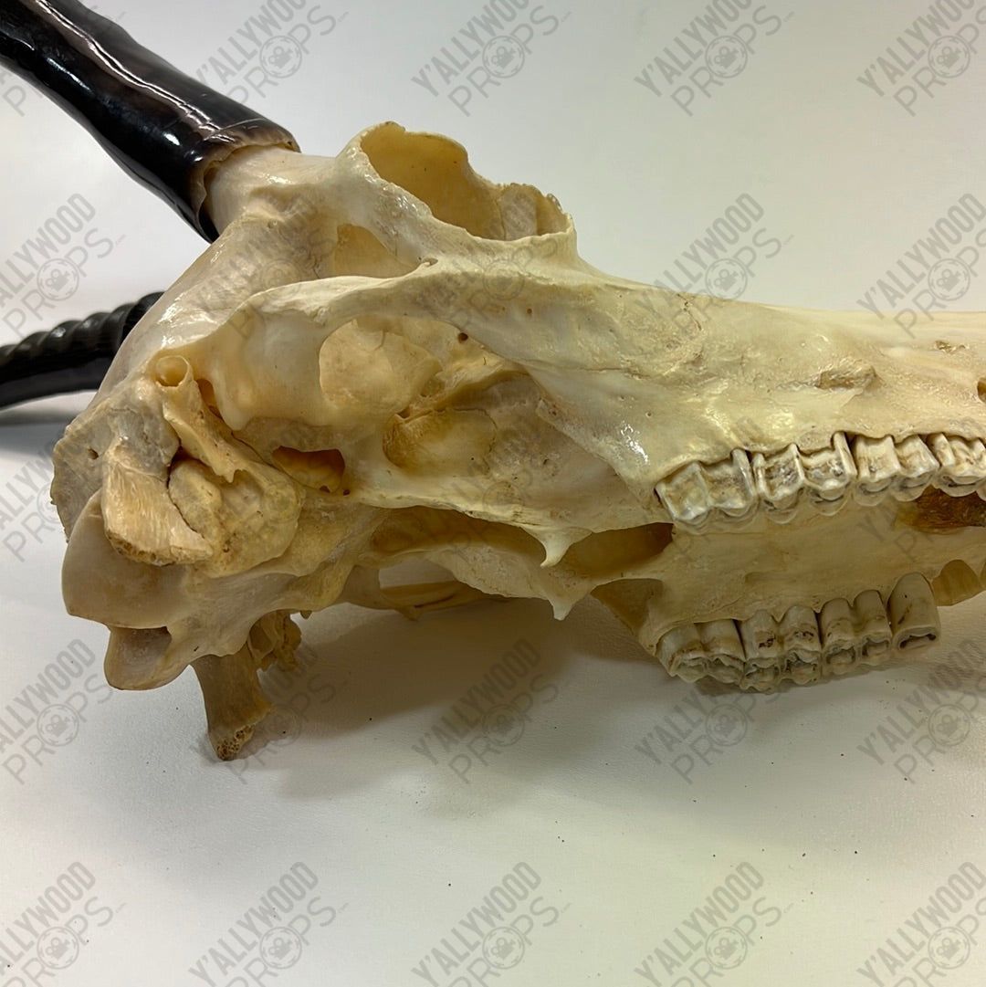 Black Panther African Springbok Skull from T’Challas Quarters Movie Prop Y'allywood Props