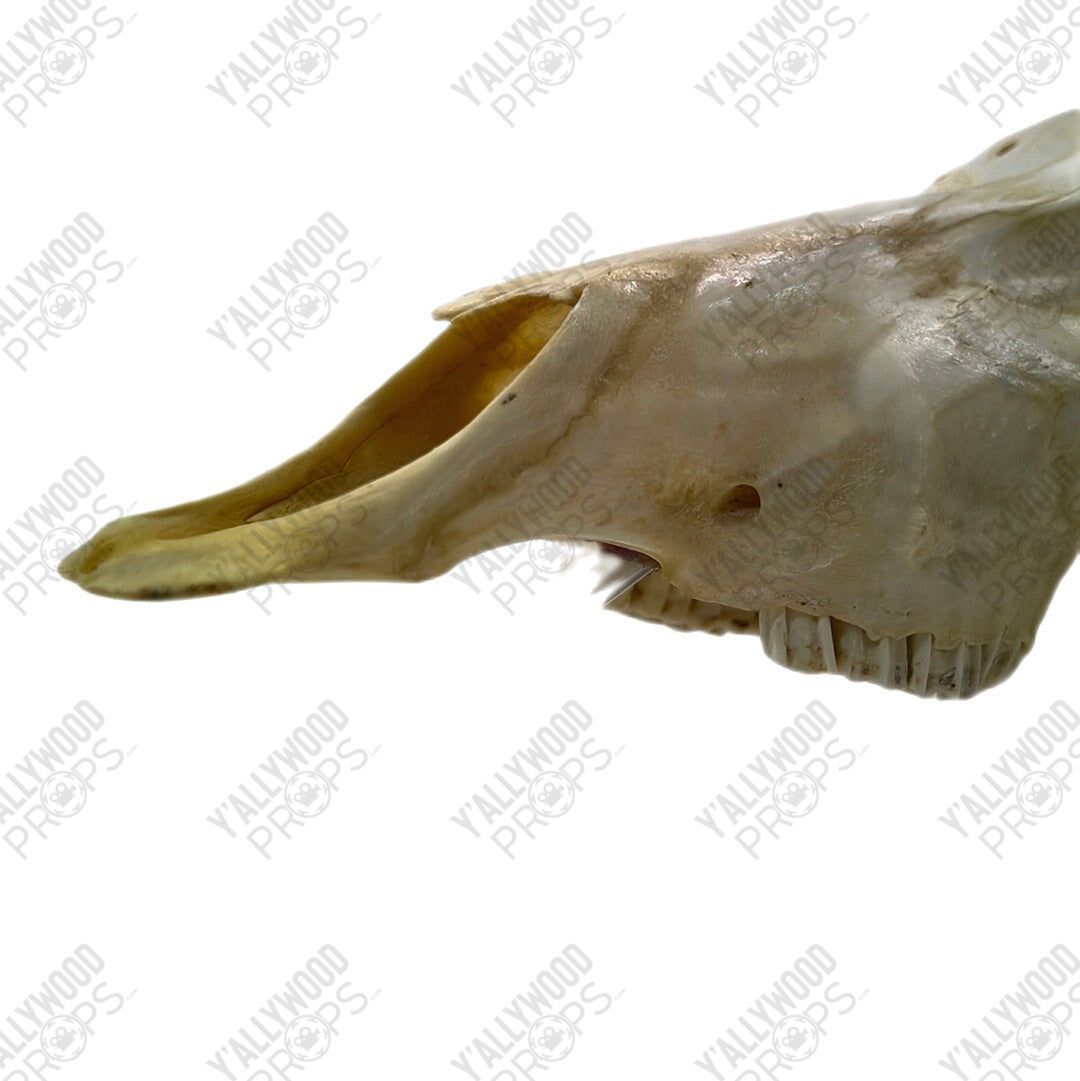 Black Panther African Springbok Skull from T’Challas Quarters Movie Prop Y'allywood Props