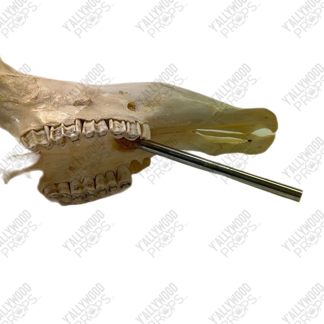 Black Panther African Springbok Skull from T’Challas Quarters Movie Prop Y'allywood Props