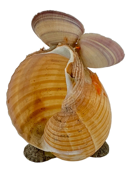 Shell Art from Wheeler's Basement Stranger Things (2016-2025) Movie Prop Y'allywood Props