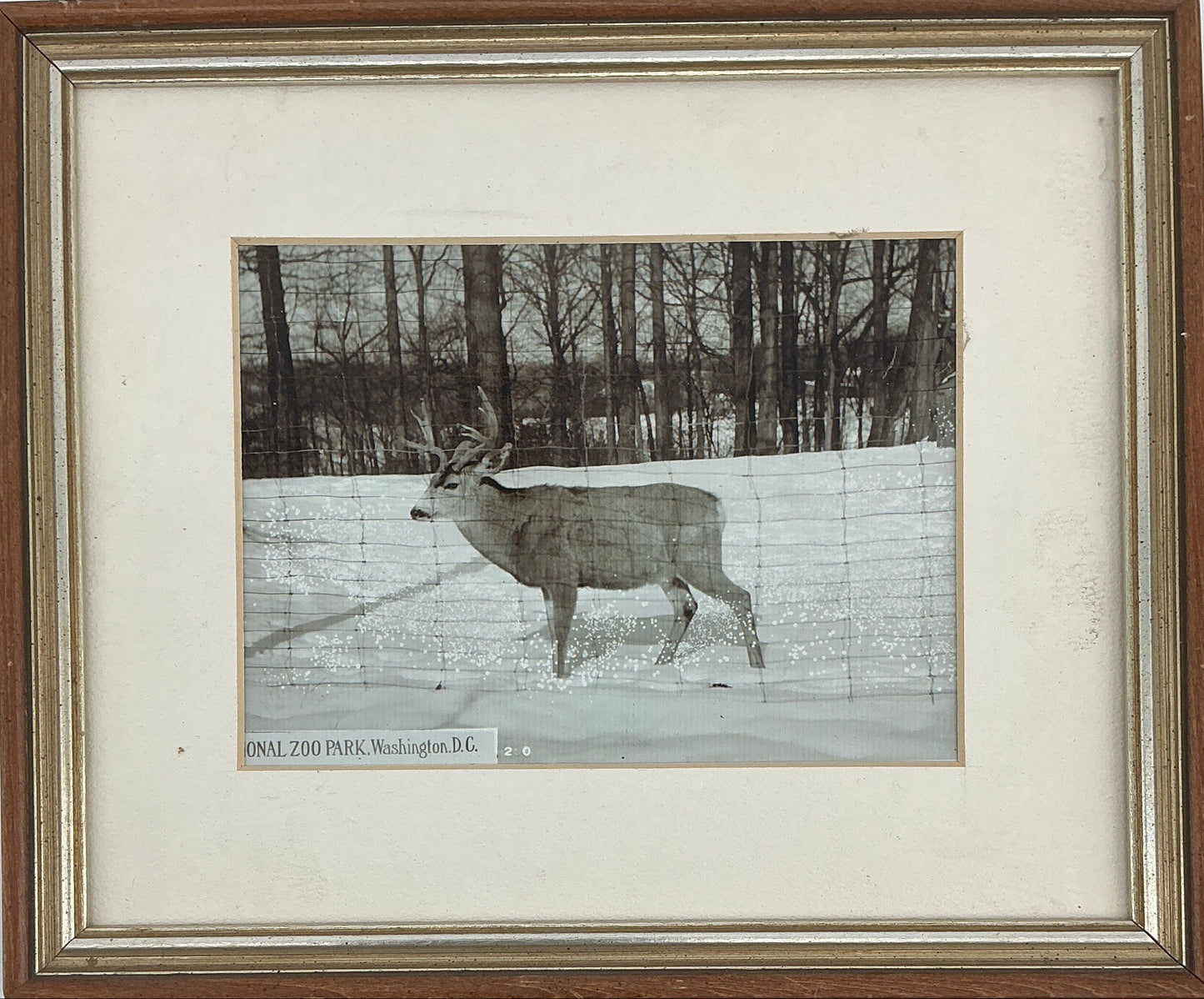 Hopper's Deer Picture from Cabin Stranger Things (2016-2025) Movie Prop Y'allywood Props