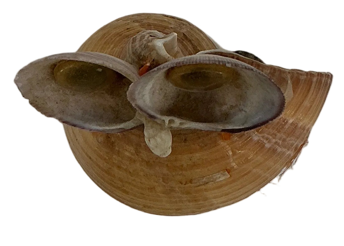 Shell Art from Wheeler's Basement Stranger Things (2016-2025) Movie Prop Y'allywood Props