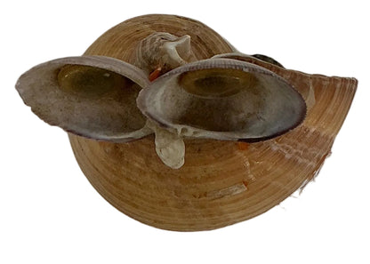 Shell Art from Wheeler's Basement Stranger Things (2016-2025) Movie Prop Y'allywood Props