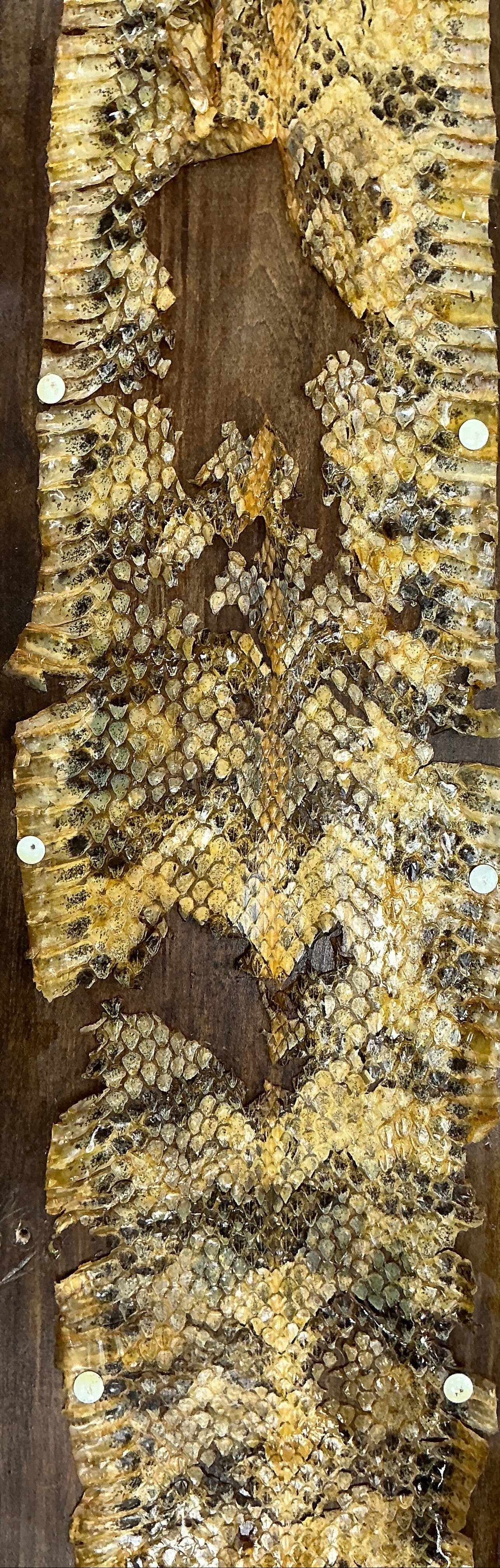 Snake Skin from Hopper's Cabin Stranger Things (2016-2025) Movie Prop Y'allywood Props