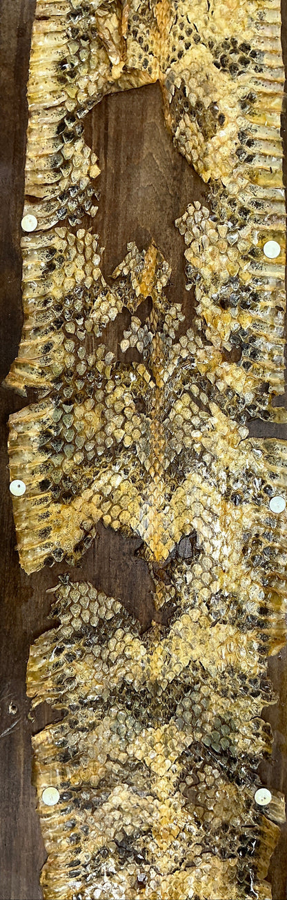 Snake Skin from Hopper's Cabin Stranger Things (2016-2025) Movie Prop Y'allywood Props