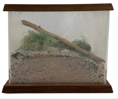 Will Byer's Terrarium from Stranger Things (2016-2025) Movie Prop Y'allywood Props