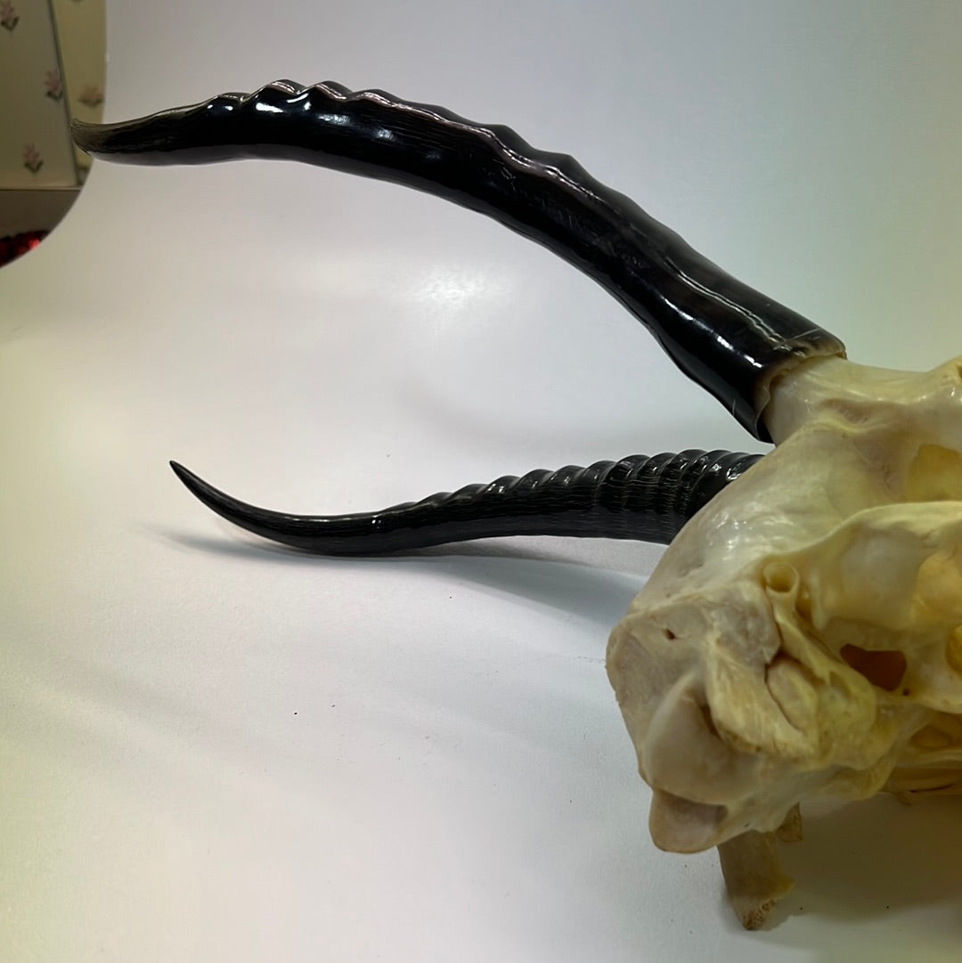 Black Panther African Springbok Skull from T’Challas Quarters Movie Prop Y'allywood Props   