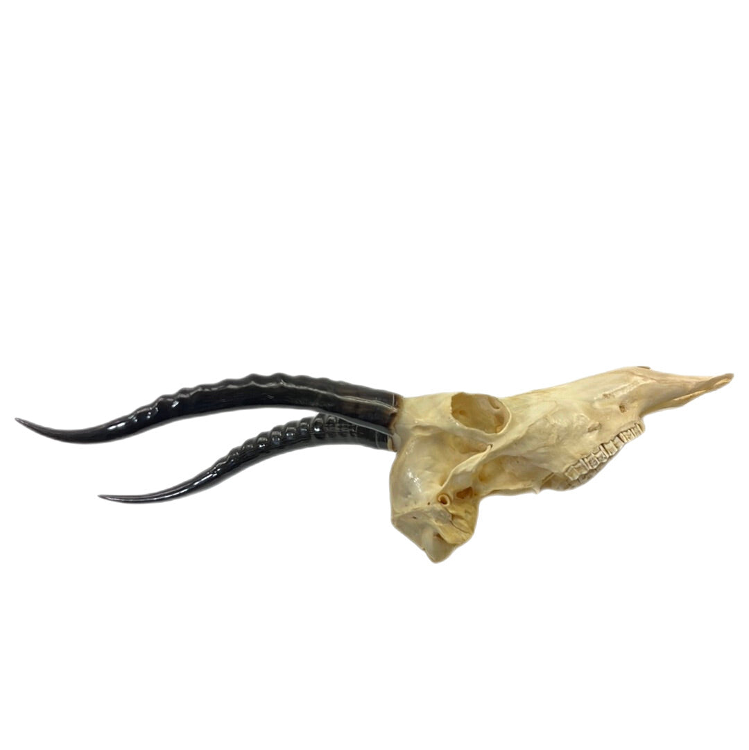 Black Panther African Springbok Skull from T’Challas Quarters Movie Prop Y'allywood Props   