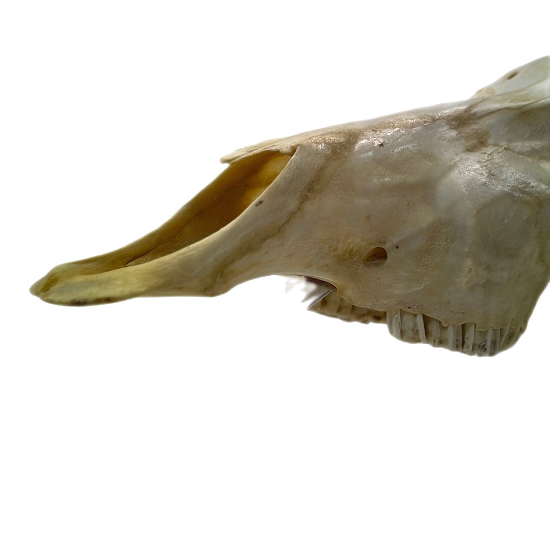 Black Panther African Springbok Skull from T’Challas Quarters Movie Prop Y'allywood Props   