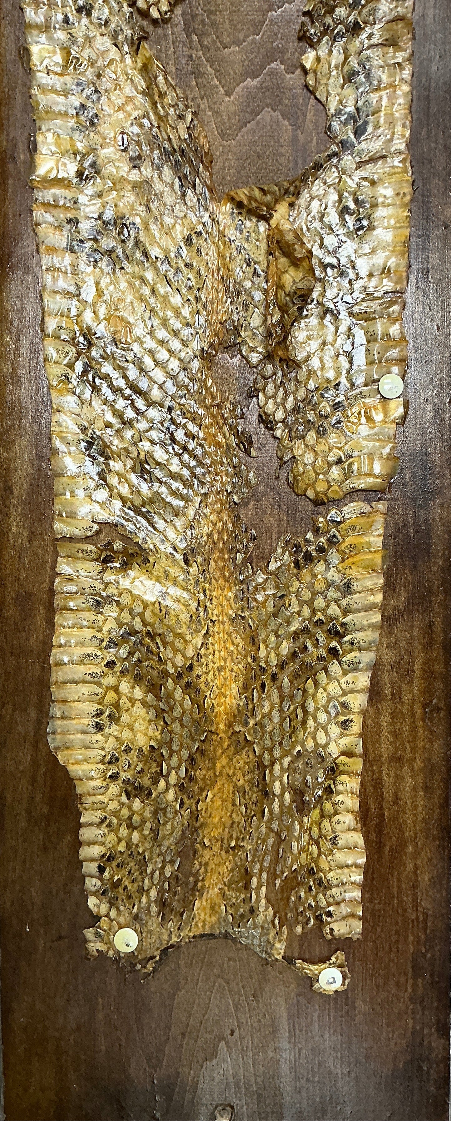 Snake Skin from Hopper's Cabin Stranger Things (2016-2025) Movie Prop Y'allywood Props