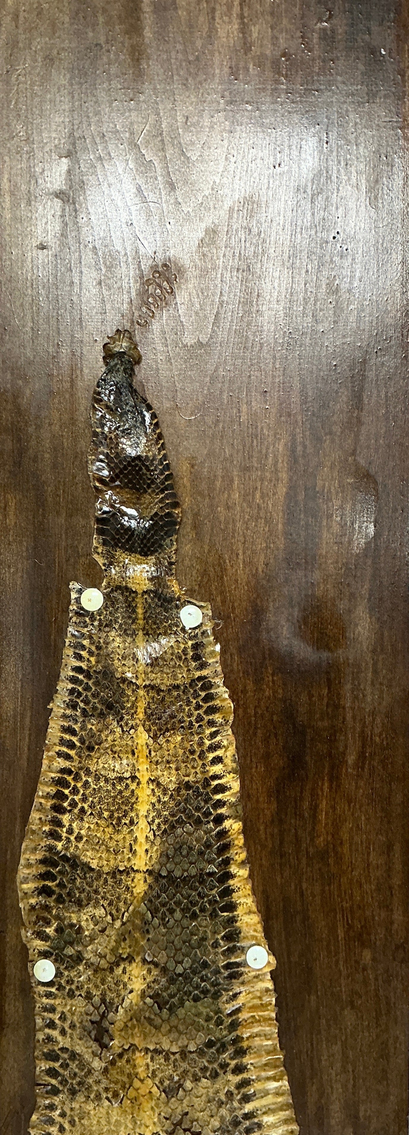 Snake Skin from Hopper's Cabin Stranger Things (2016-2025) Movie Prop Y'allywood Props
