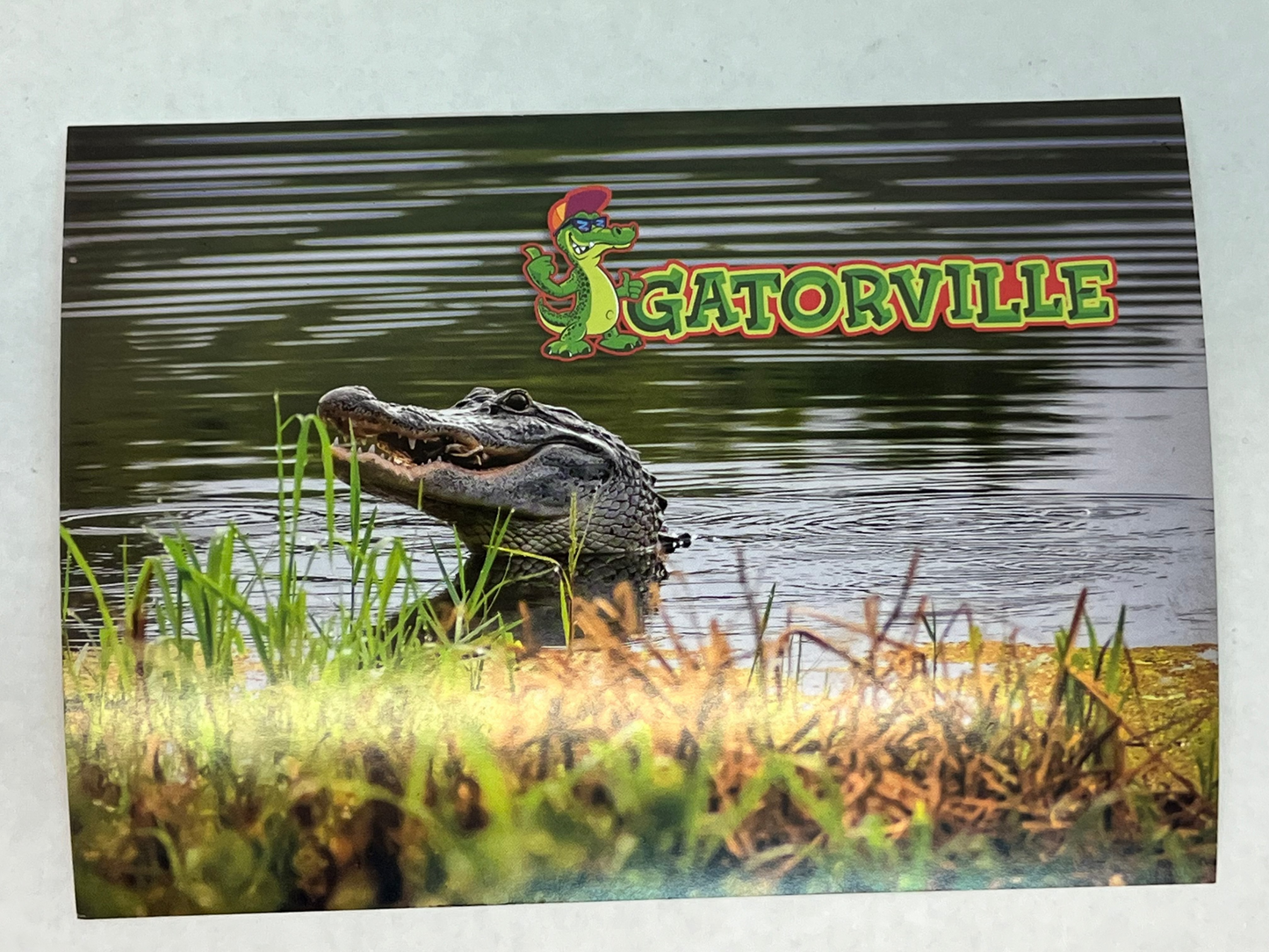 Gatorville Postcards Bad Boys 4 Ride or Die Movie Prop Y'allywood Props Gator Poking Head Up  