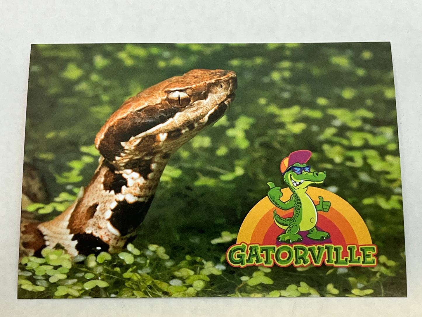 Gatorville Postcards Bad Boys 4 Ride or Die Movie Prop Y'allywood Props Snake  