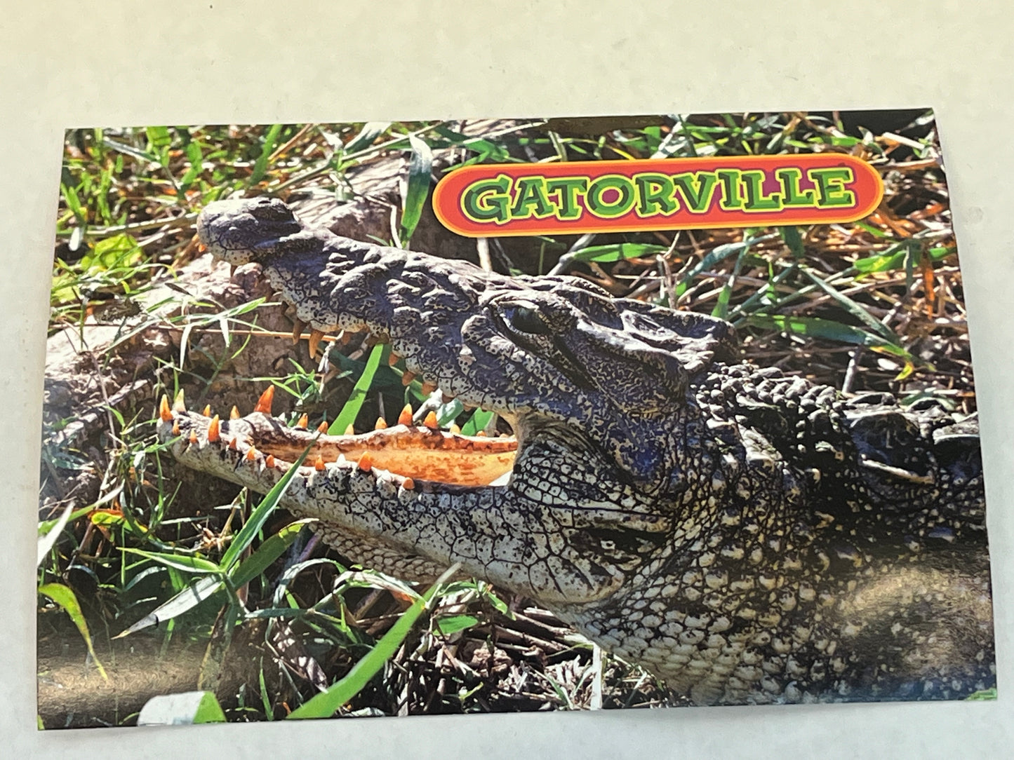 Gatorville Postcards Bad Boys 4 Ride or Die Movie Prop Y'allywood Props Gator Open Mouth  