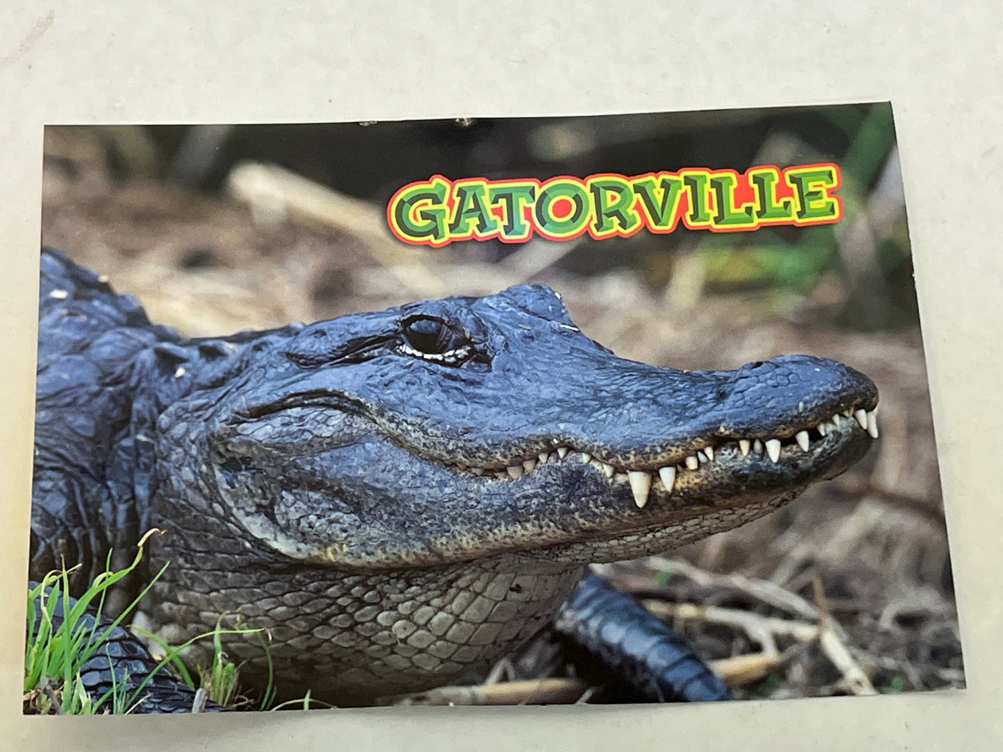 Gatorville Postcards Bad Boys 4 Ride or Die Movie Prop Y'allywood Props Gator Closed Mouth  