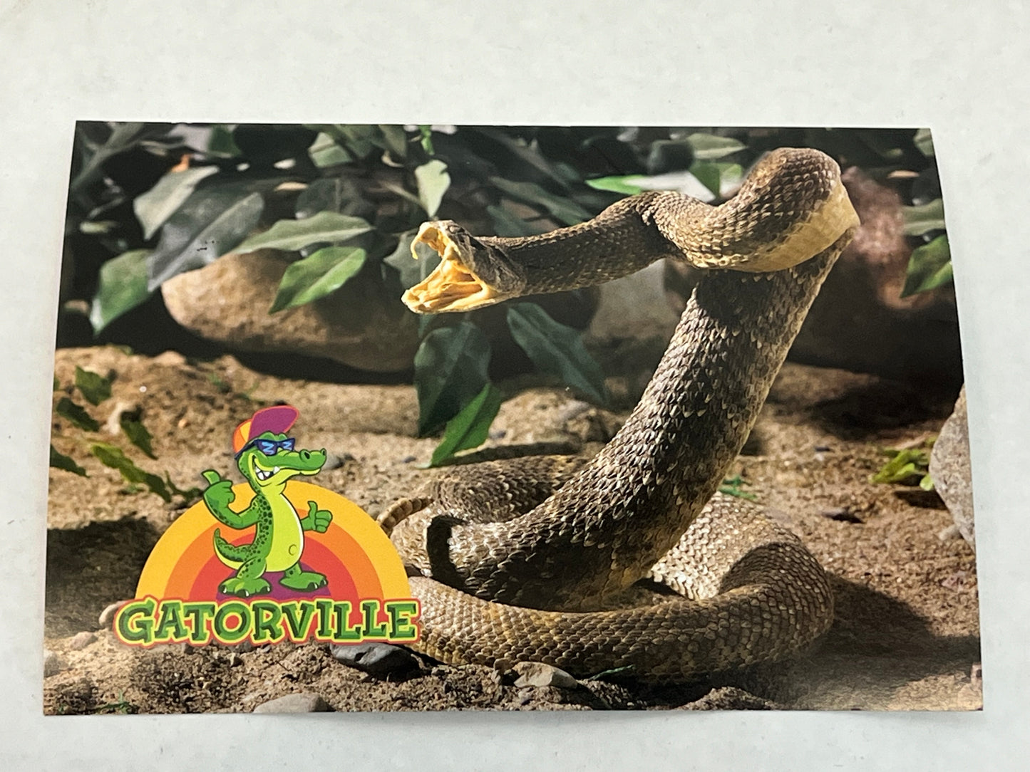 Gatorville Postcards Bad Boys 4 Ride or Die Movie Prop Y'allywood Props Snake Fangs  